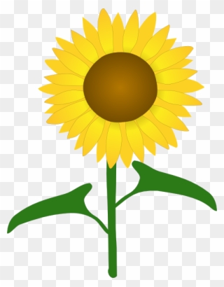 Download Sunflower Free Svg Flower Svg Flower Petals Svg Files Sunflower Clip Art Png Download 441559 Pinclipart