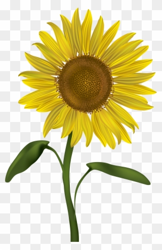 Transparent Png Clip Art - Sunflower Clip Art