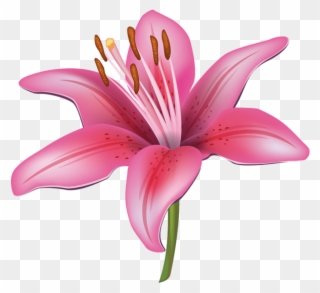 Pink Lily Flower Png Clipart