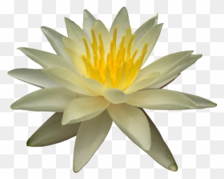 Water Lily Png Picture - Water Lilies Clipart