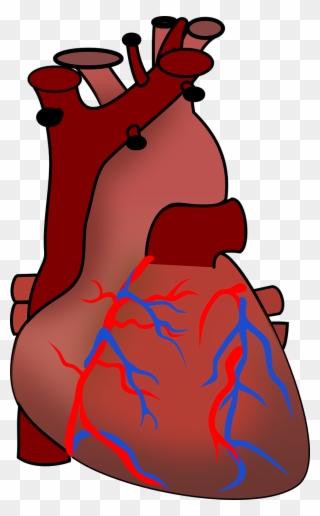 Free - Human Heart Clipart - Png Download