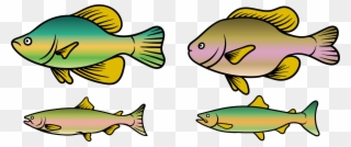 Clipart Download Rainbow Trout Clipart At Getdrawings - Fish - Png Download