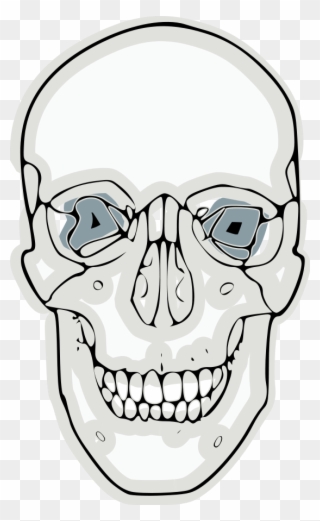 Digitalized Human Skull Clipart, Vector Clip Art Online, - Craneo Frontal Para Dibujar - Png Download