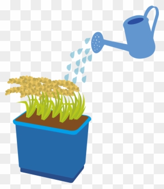 Rice Can Also Be Grown In A Bucket Or Planter At Home Clipart