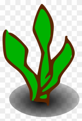 Shrub Clipart Symbol - Kelp Clipart - Png Download