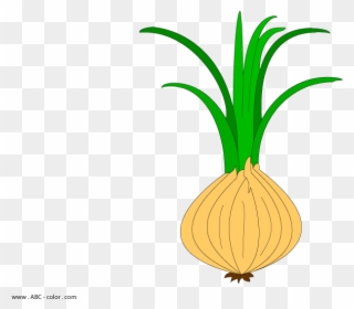 Image Free Onion Raster Clipart - Цибуля Кліпарт - Png Download
