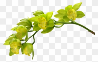 Wiosna-kwiaty Green Orchid, Green Flowers, - Green Orchid With White Background Clipart