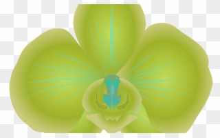 Orchid Clipart Green Flower Pencil And In Color Orchid - Cattleya - Png Download