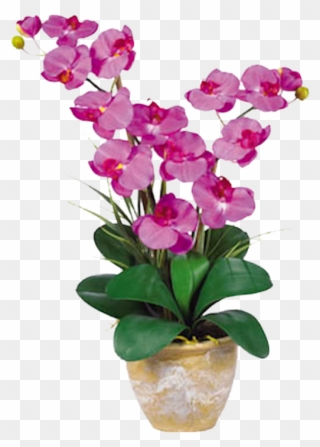 Orchid Double Stem Phalaenopsis Silk Orchid Arrangement - Orchid Flower Clipart