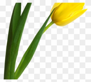 Tulip Clipart Easter - Желтые Тюльпаны Пнг - Png Download