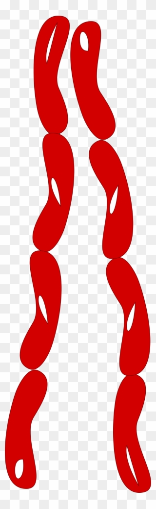 Png - Clipart String Of Sausages Transparent Png