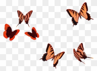 Camels - Brush-footed Butterfly Clipart