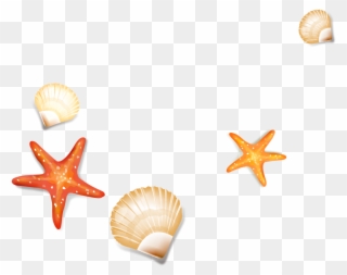 Drawing Shells Starfish - Seashell Clipart