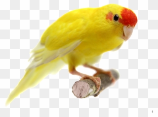 Попугай Жёлтый Clipart