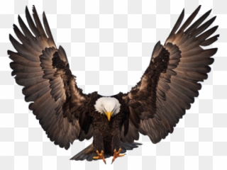 Clipart Wallpaper Blink - Bald Eagle Wings Open - Png Download