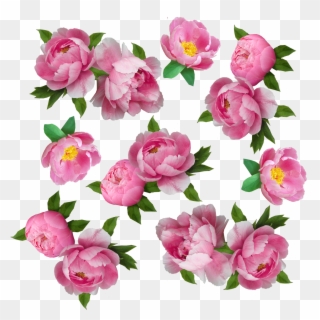 My Next Step Was To Make The Flowers Look More Like - Garden Roses Clipart