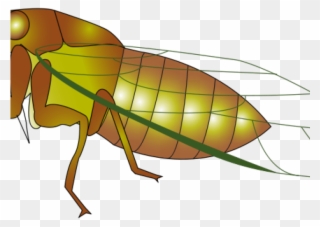 Cicada Clipart Transparent - Cigale Clipart - Png Download