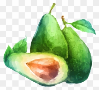 Avocado Clipart Draw - Fruit Watercolor Drawing - Png Download