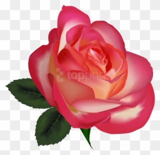 Download Beautiful Rose Image Clipart Png Photo - Beautiful Image Png Download Transparent Png