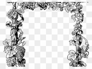 Drawn Scroll Grape Vine - Vine Plant Clipart Black And White - Png Download