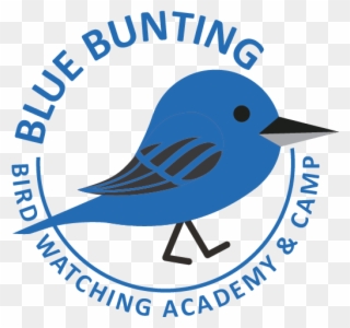 Mountain Bluebird Clipart