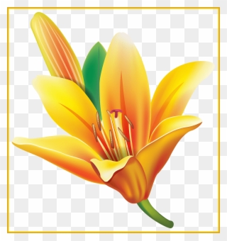 Appealing Real Flower Pencil And In Color Ⓒ - Yellow Lily Flower Png Clipart