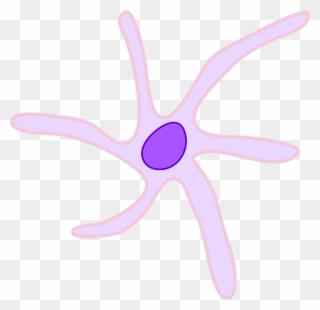Cell Clipart Dendritic Cell - Starfish - Png Download