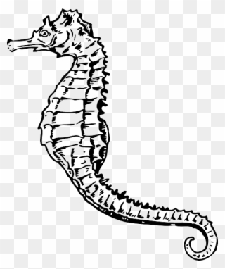 Clip Art Vas - Seahorse Black And White - Png Download