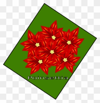 Flor De Navidad Clip Art - Poinsettia - Png Download