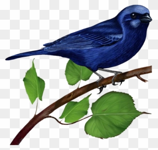 Pe/44, Birds On The Branches, - Blue Bird Animated Gif Clipart