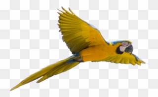 Parrot Png Image, Free Pictures Download - Bird Background Free Transparent Clipart