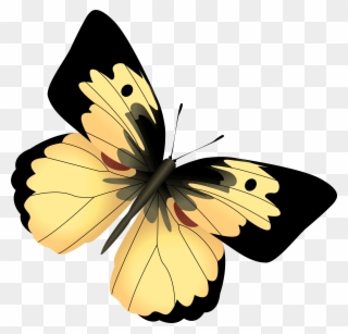 Picture Free Download Yellow And Png Image - Yellow And Black Butterfly Png Clipart