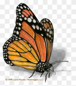 Monarch Butterfly Clipart Illustrated - Monarch Butterfly Scientific Drawing - Png Download