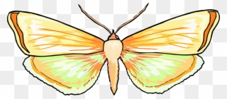 Monarch Butterfly Brush-footed Butterflies Pieridae - Butterfly Clipart