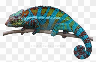 Chameleon Png Clipart