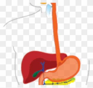 Digestive Cliparts - Png Download