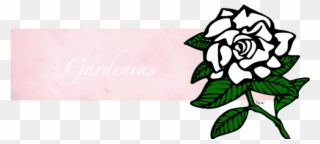 Gardenia Svg Clipart