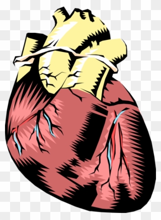 Vector Illustration Of Human Heart With Aorta - Human Heart Not Labeled Clipart