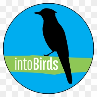 Meet The Intobirds Team - Steller S Jay Clipart