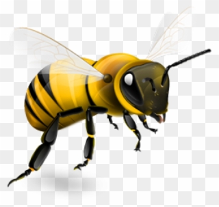 Bee Png - Transparent Background Bee Png Clipart