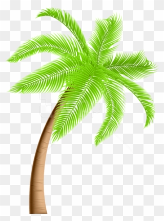 Download Palm Tree Png Png Images Background - Palm Tree Clipart Png Transparent Png