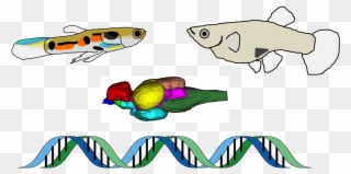 Dept Of Zoology على تويتر Clipart