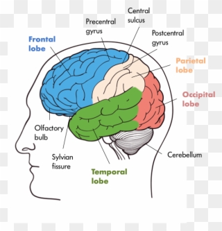 Four Lobes Of The Brain In The Front We Have The Frontal - Nervous System Brain Parts Clipart