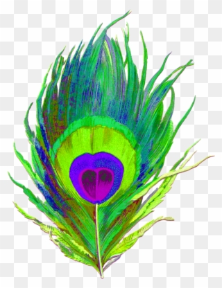 All - Clipart Peacock Feather Png Transparent Png