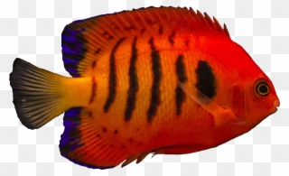 Clipart Flames Angelfish - Png Download