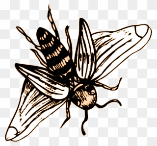 Bee Drawing Png Clipart