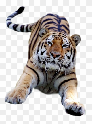 Transparent Background Animals - Tiger Gif Transparent Background Clipart