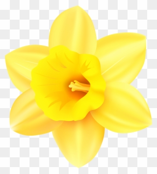 Clip Art Transparent Background Daffodil - Png Download