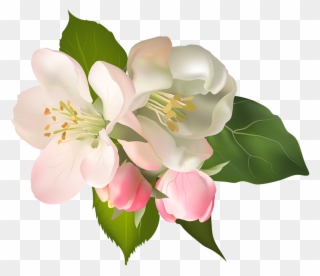 Blossom Spring Fower Png Clip Art Image - Transparent Magnolia Clip Art