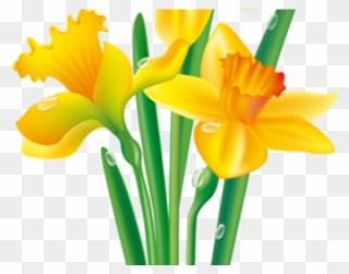Daffodil Clipart Yellowflower - Daffodil Clipart - Png Download